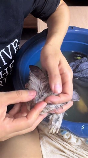 Cat fleas removal! 🐱✨ Satisfying flea cleanup. Amazing results! Watch till the end. #Shorts