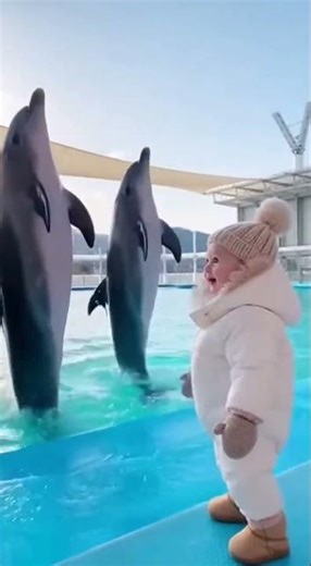 Snowy Dolphin Show for Baby – Magical Moment #baby #goldenretreivers #cute