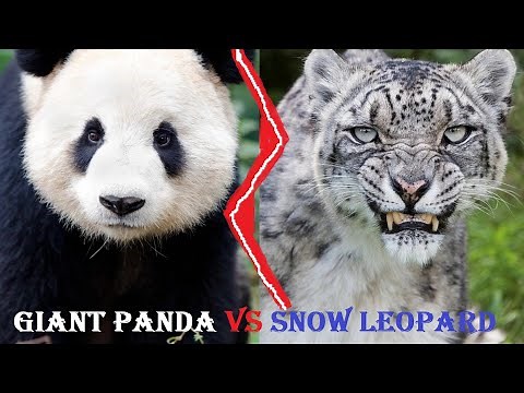 Giant Panda VS Snow Leopard - Giant Panda Vs Snow Leopard Who Will Win