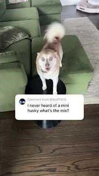 What Are Alaskan Klee Kai? Are They Mini Huskies? #alaskankleekai