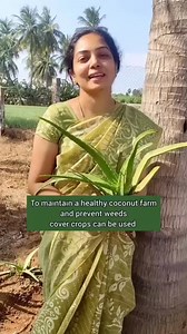 384K views · 6.6K reactions | 便便Cocount tree 便便Results For PSO6 便 To order our farm fresh products check www.organicfarmer.store  | OrganicFarmer | Facebook