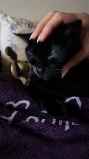 Good Morning ❄️🌞🦌💓🐈‍⬛✨peaceful ease into the day with dear Kitty & the deer 😇✨🙏🏽✨ grateful 💫 reiki ✨