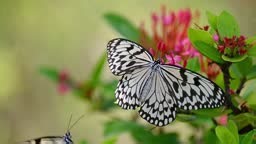 Rice Paper Butterfly sucking nectar, slow motion