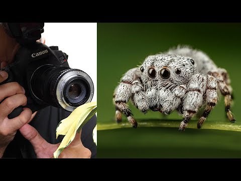 Use Any Lens for Macro Photography