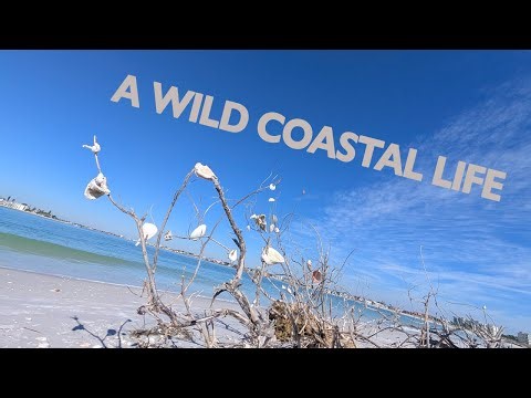 Shell Key Preserve: where thriving coastal life remain natural & wild, exactly as it's meant to be.