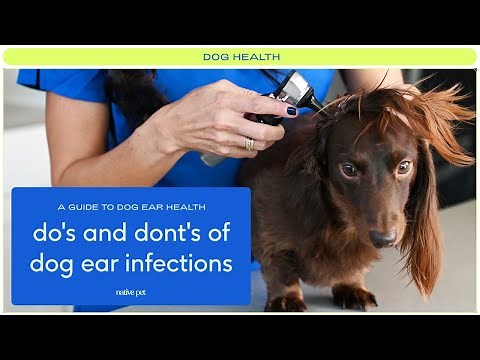 How to Treat a Dog Ear Infection: How to Help & What Not to Do