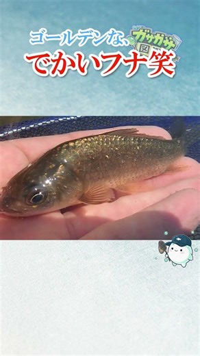 金色に輝くデカいフナが採れて草【ガサガサ図鑑】#ガサガサ#フナ#日本淡水魚