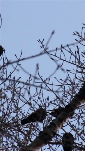 This Isn't a Crow Funeral its an investigation