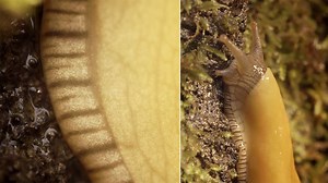 The secret of slime.