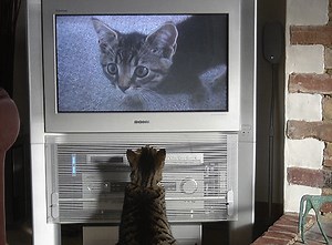 New rating system released for free Thai TV channels | Coconuts