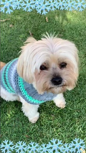 Crochet small dog sweater