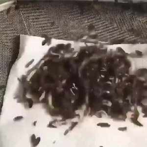 870K views · 4.5K reactions | Proceso en el que dermestidos limpian un cuerpo para su posterior reconstrucción del esqueleto, el ejemplar me parece que es una pitón bola | Vida animal Sin censura | Facebook