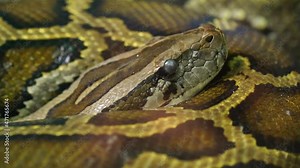 The Burmese python curled up in the zoo. This is a large snake with an average length of 6 meters living in the jungle, feeding on reptiles and mammals