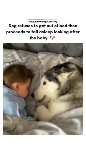The world is here on Instagram: "Canine Behaviour Observation: A domestic dog, tasked with supervising an infant, initially resists exiting its sleeping area but subsequently assumes a vigilant rest position adjacent to the baby. This sequence illustrates the animal's prioritisation of the child's safety 🍼, aligning with documented instances of dogs exhibiting strong guardian instincts towards human family members, particularly vulnerable infants. 🐕 #dog #doglover #dogsofinstagram #doglife #hu