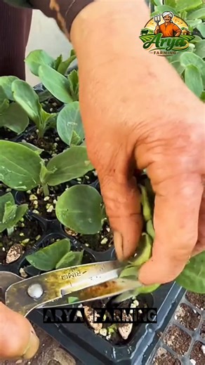 99% Gardeners Don’t Know This Seedling Growing Trick #aryafarming #gardening #organicfarming