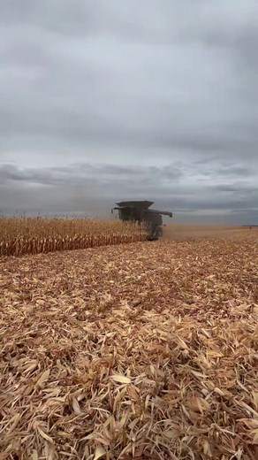 Looking back at harvest highlights from Ada, MN! The 2024 Fendt IDEAL 9T paired with a Geringhoff HZ1812 powered through corn at 6 mph — proving speed and precision can go hand in hand. Thanks to our customers for trusting Ziegler equipment to deliver performance when it matters most. #HarvestRecap #FendtIDEAL9T #GeringhoffHZ1812 #CornHarvest #AdaMN #ZieglerAg #AGCO #FarmPerformance | Ziegler Ag Equipment