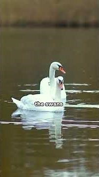 Meet the Mute Swan | Species 101