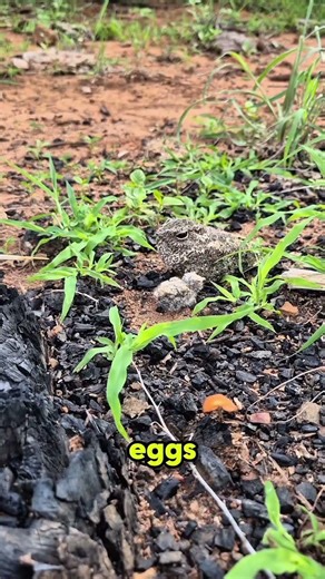 Master of Disguise: Nightjar Bird Nesting, Brooding & Camouflage Secrets #nightjar #bird #brooding