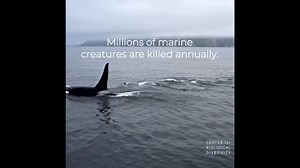 In just minutes, centuries-old habitats are destroyed by bottom-trawling. Ancient coral forests are obliterated. Thousands of fish, crustaceans, and marine life are captured. Bottom trawling uses nets large enough to capture a 747 Jet to indiscriminately ravage the ocean floor. Last year alone, 6 killer whales were found dead, trapped in these massive nets. The Center for Biological Diversity is working to end the destructive practice of bottom trawling by advocating for stronger regulations, pr