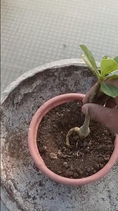 adanium plant repotting. #adenium #naturelovers #plantcaretips #repotting