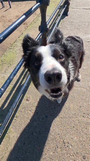 Fetch King Dog Training: Fetch & Reward