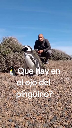 Adaptaciones Únicas de los Pingüinos Bajo el Agua