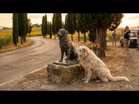 Dog Walked 3,000 Miles to the Same Place for 2 Years – When They Found Out Why, They Cried