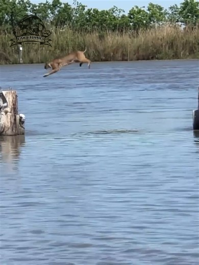 Real encounters caught on camera - from curious to terrifying in seconds! #WildEncounters #scarymoments #wildanimals #CaughtOnCamera #ShockingMoments | Fish & Funnies