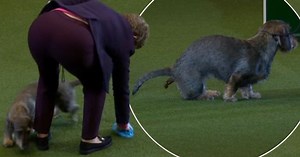 Crufts winner Maisie does a poo in the middle of victory lap