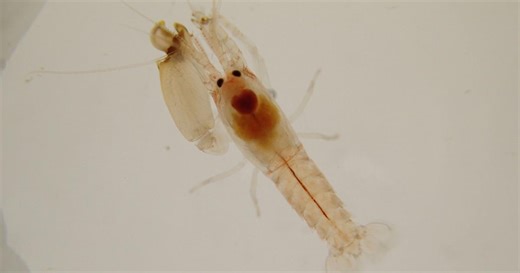 SciTech Now:The evolution of animal societies Season 4 Episode 10