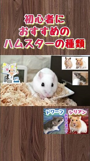 Types of hamsters recommended for beginners #hamster #how to keep #healing #cute