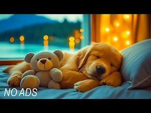 3 Hours of Soothing Music for Dogs 🎶🐾 Calm Anxiety & Stress Relief 💖 Relaxing Dog Sounds