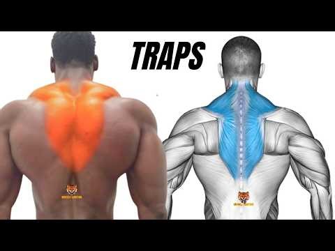 3 BEST TRAPS WORKOUT AT GYM
