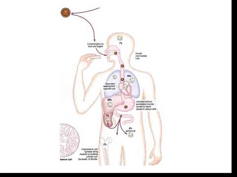 Echinococcus granulosus lecture