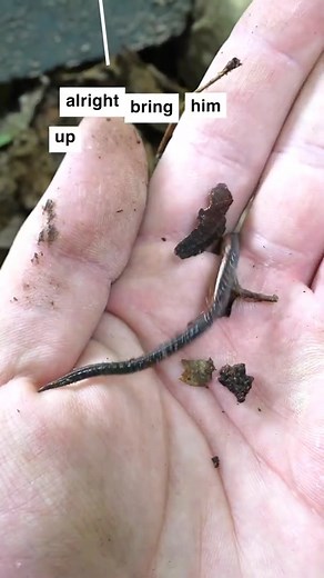 feed the salamander to WHAT?! | Leafy Street