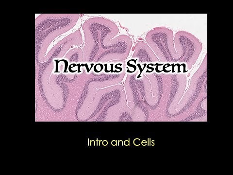 Nervous System: Cells