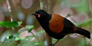 Frequently Asked Questions about 1080