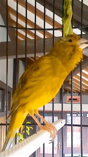 Natural Canary Bird Sound #canary #birdsong #birds #birdsinging #birdsound #naturesounds#shorts