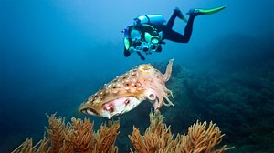 9 Best Places to Go Scuba Diving in Miami, Florida