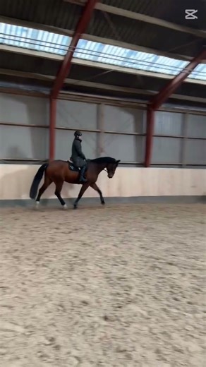 Smukke dreng #horse #equestrianjourney #equestrian #horsetrack #fypシ