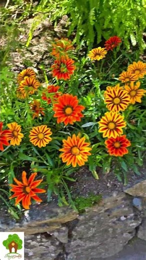 Flowers in Butchart Gardens#3, Victoria City, BC, Canada