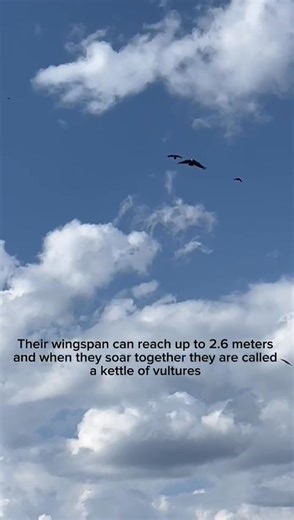 Wild Cape Vultures are soaring above the Vulpro facility at @Shamwari Private Game Reserve in the Eastern Cape. A powerful sign of hope for nature. Join our cause and help these remarkable birds soar. Find out how at www.vulpro.com #Vulpro #VulproConservation #SaveVultures #Vultures #VultureAwareness #BirdsOfPrey #SouthAfrica #EndangeredSpecies | Vulpro