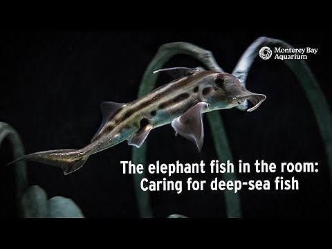 The elephant fish in the room | Caring for deep-sea fish with Senior Aquarist Dalton