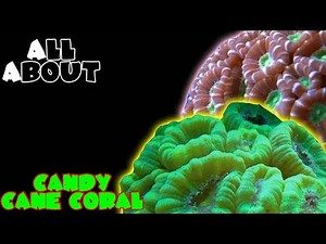 All About The Candy Cane Coral or Trumpet Coral