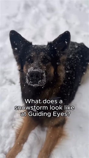 Guiding Eyes for the Blind on Instagram: "Have you ever wondered what a snowstorm looks like at Guiding Eyes? While the snow piled up, our dedicated staff stayed overnight across all our kennels to ensure every pup was safe, cozy, and cared for ❄️ And the dogs? They loved extra time with their favorite people, and the chance to romp through all that fresh snow! Video description: 1] Female black lab Francesca runs through the snow in a fenced in yard as it snows around them 2] Male black and tan