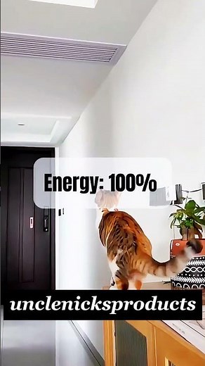 What Are Zoomies? Funny Pet Behavior Explained