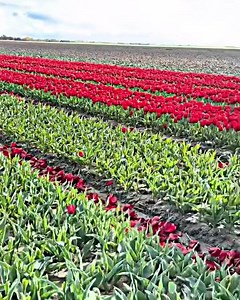 🌹 #rose #harvest #machine #tractor | Denraks Machinery