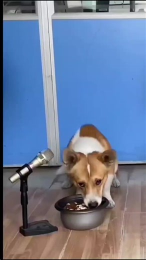 Hilarious Dog Karaoke Compilation
