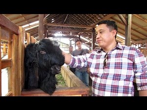 Peternakan Kambing Etawa Kaligesing (Jamunapari Goat Farming in Indonesia)