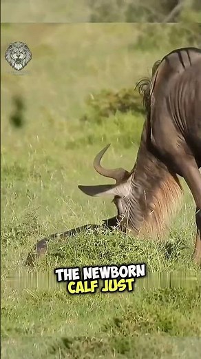 A mother antelope gives birth while running away | Wild documentary #wildlife #animals